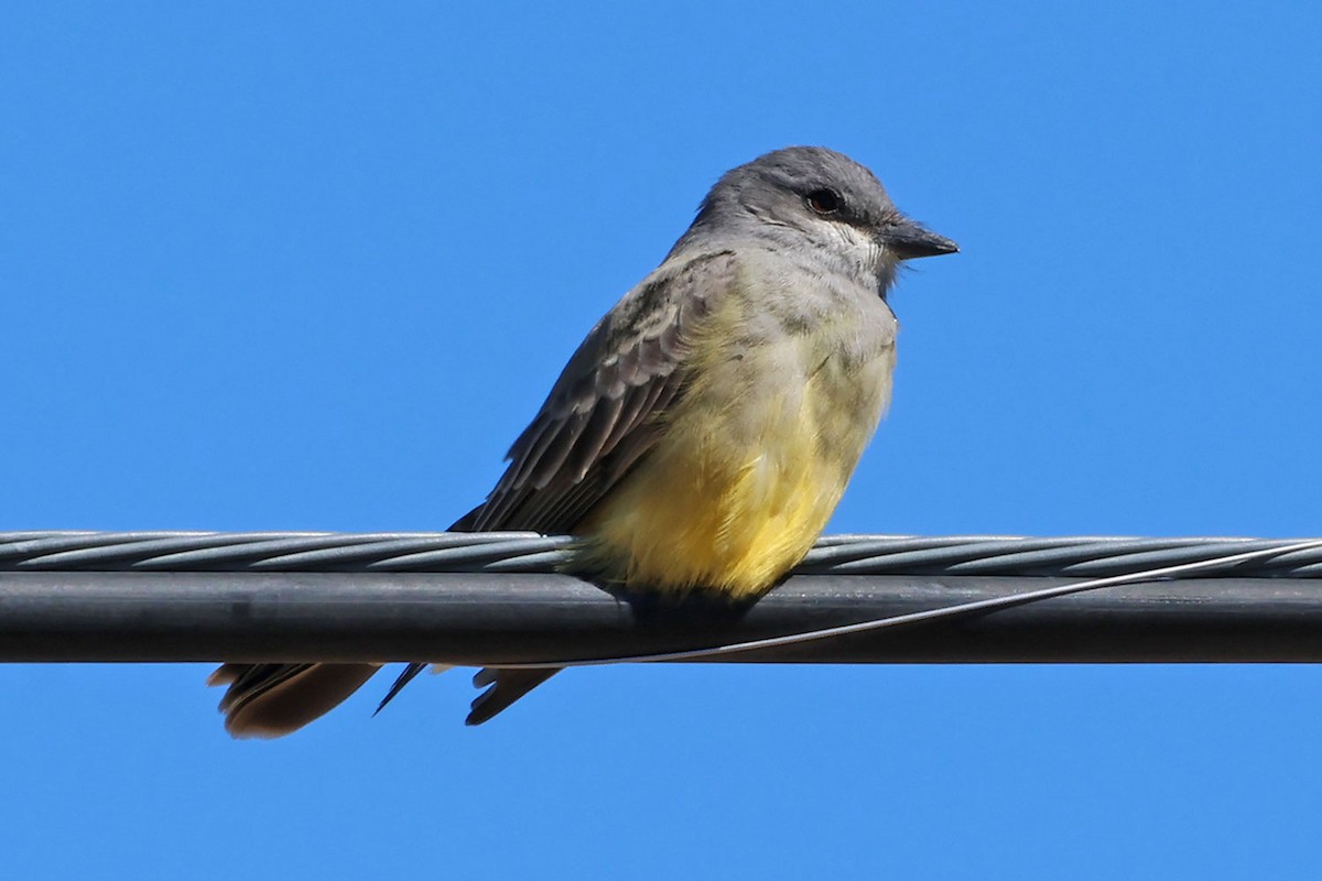 Cassin's Kingbird - ML643840955