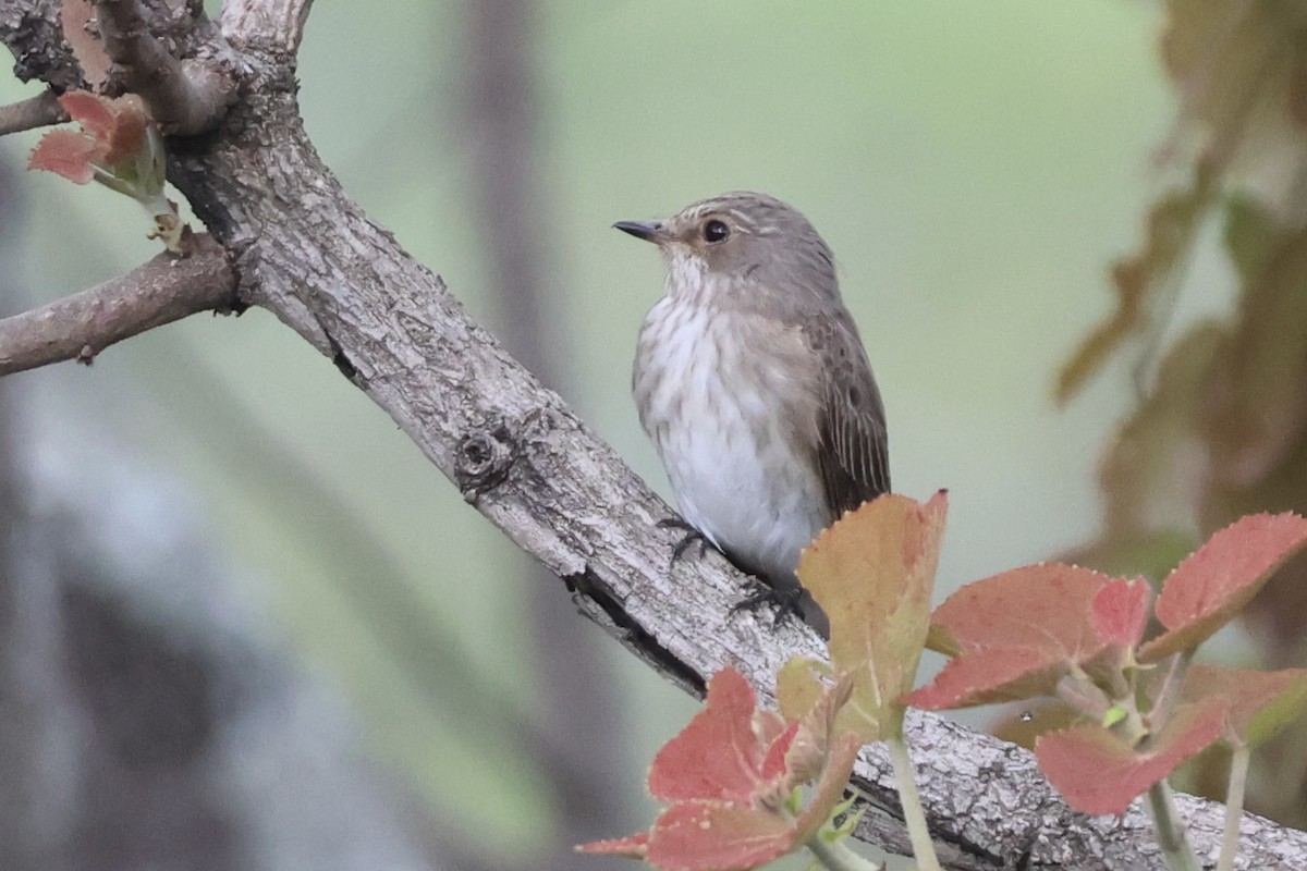 Spotted Flycatcher - ML643840975