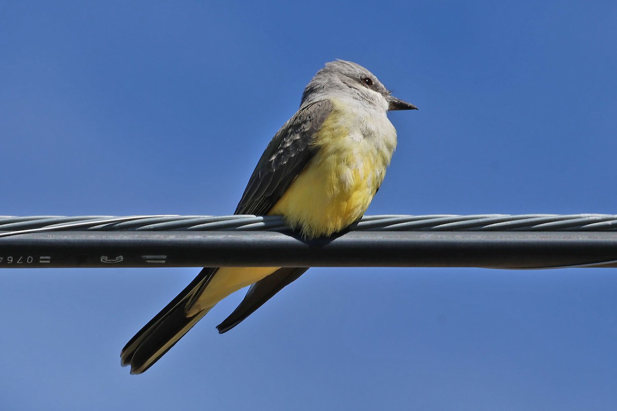 Western Kingbird - ML643840976