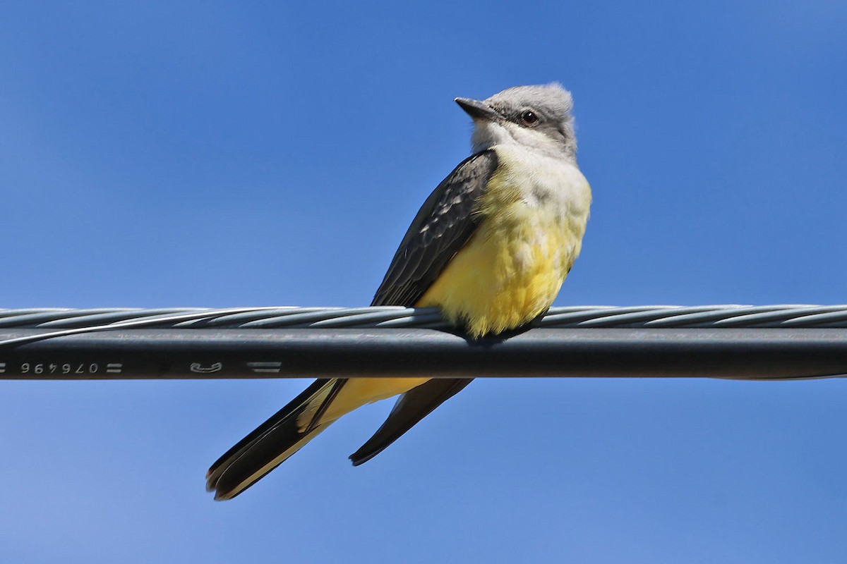 Western Kingbird - ML643840977