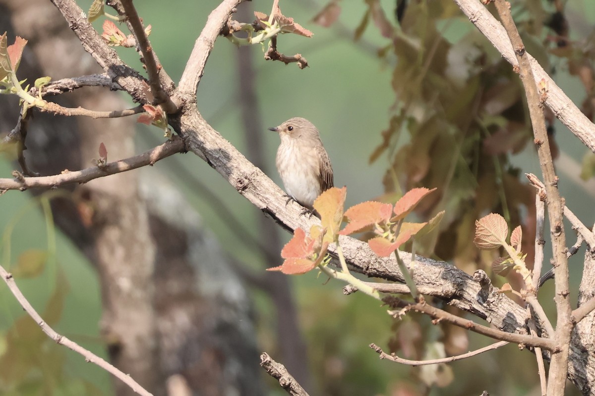 Spotted Flycatcher - ML643840986