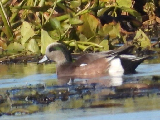 American Wigeon - ML643841019