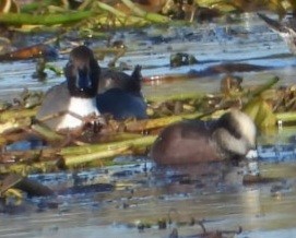 American Wigeon - ML643841020