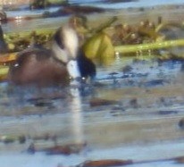 American Wigeon - ML643841021