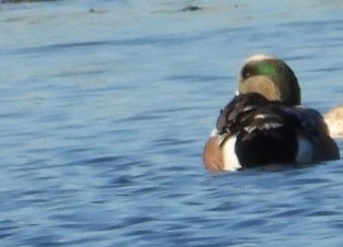 American Wigeon - ML643841022