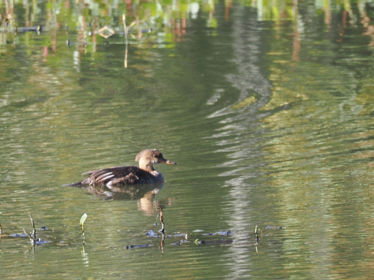 オウギアイサ - ML643841023