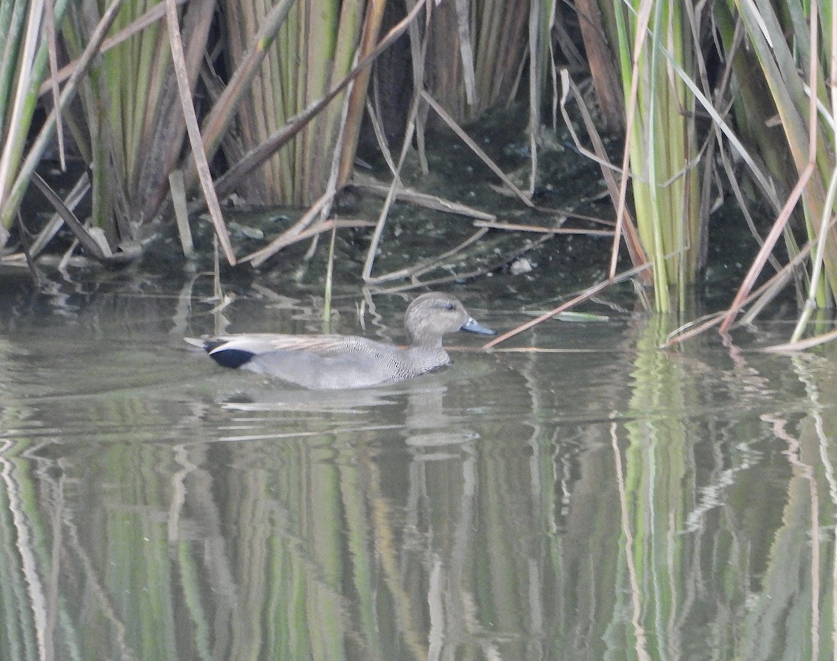 Canard chipeau - ML643841026