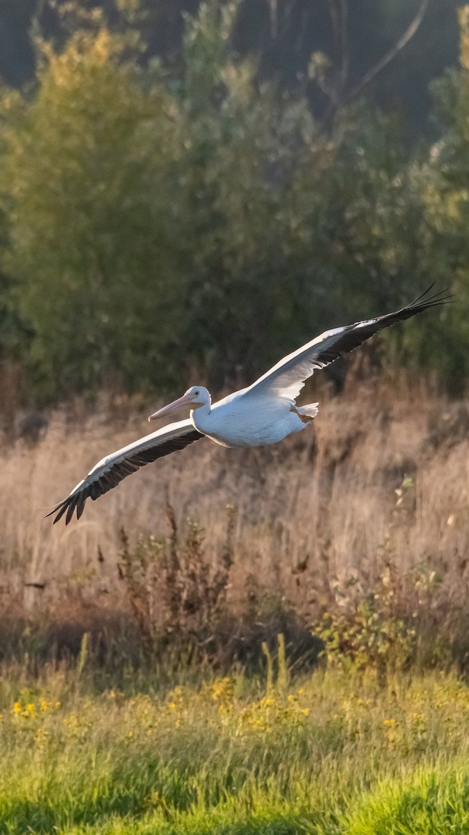 American White Pelican - ML643841044