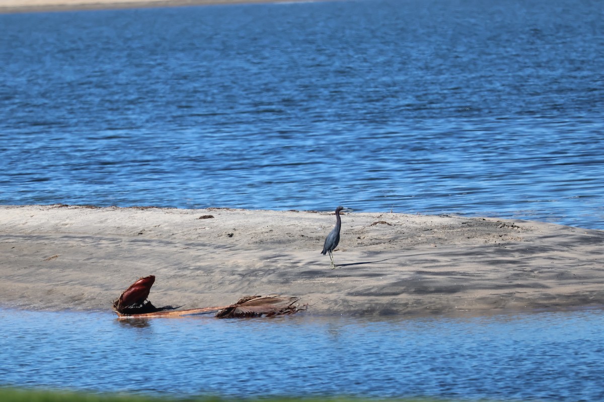 Little Blue Heron - ML643841045