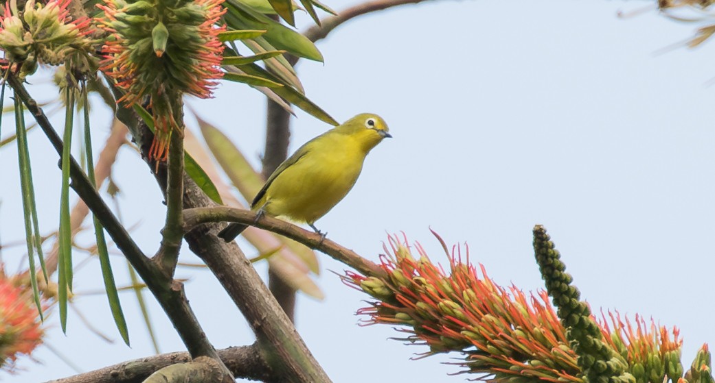 Окулярник сенегальський - ML643841047