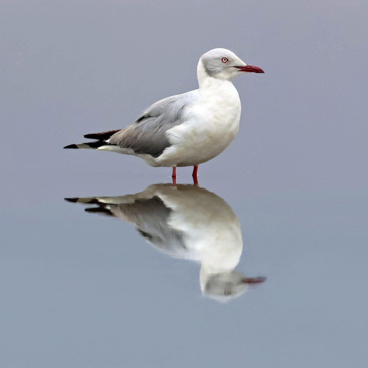 Gray-hooded Gull - ML643841060