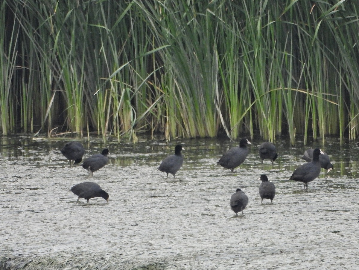 Eurasian Coot - ML643841087