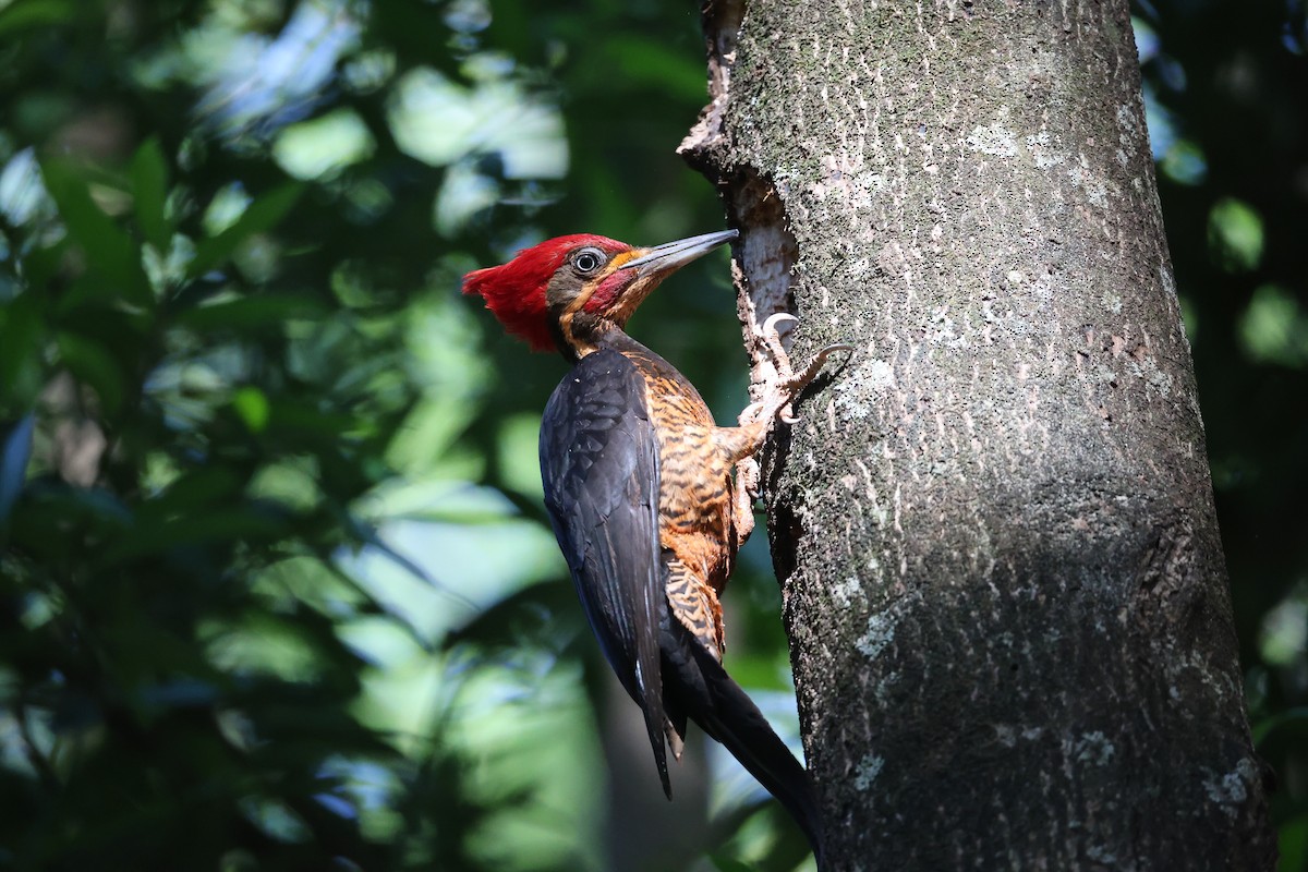 Lineated Woodpecker - ML643841097