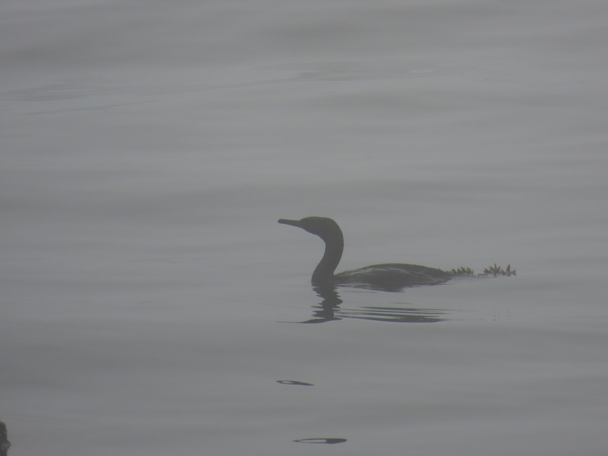 ub. skarv (Phalacrocoracidae sp.) - ML643841107