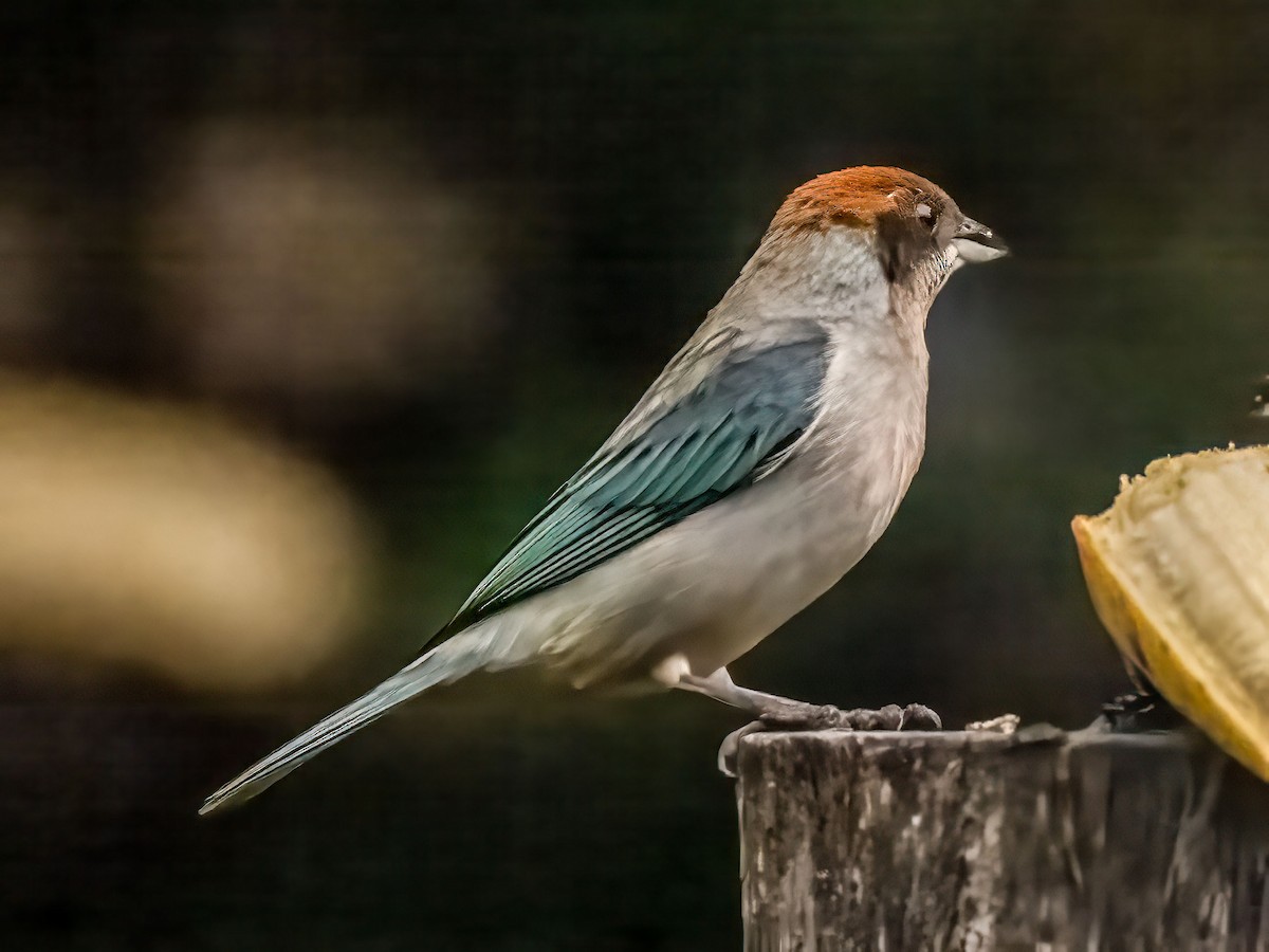 Scrub Tanager - ML643841130