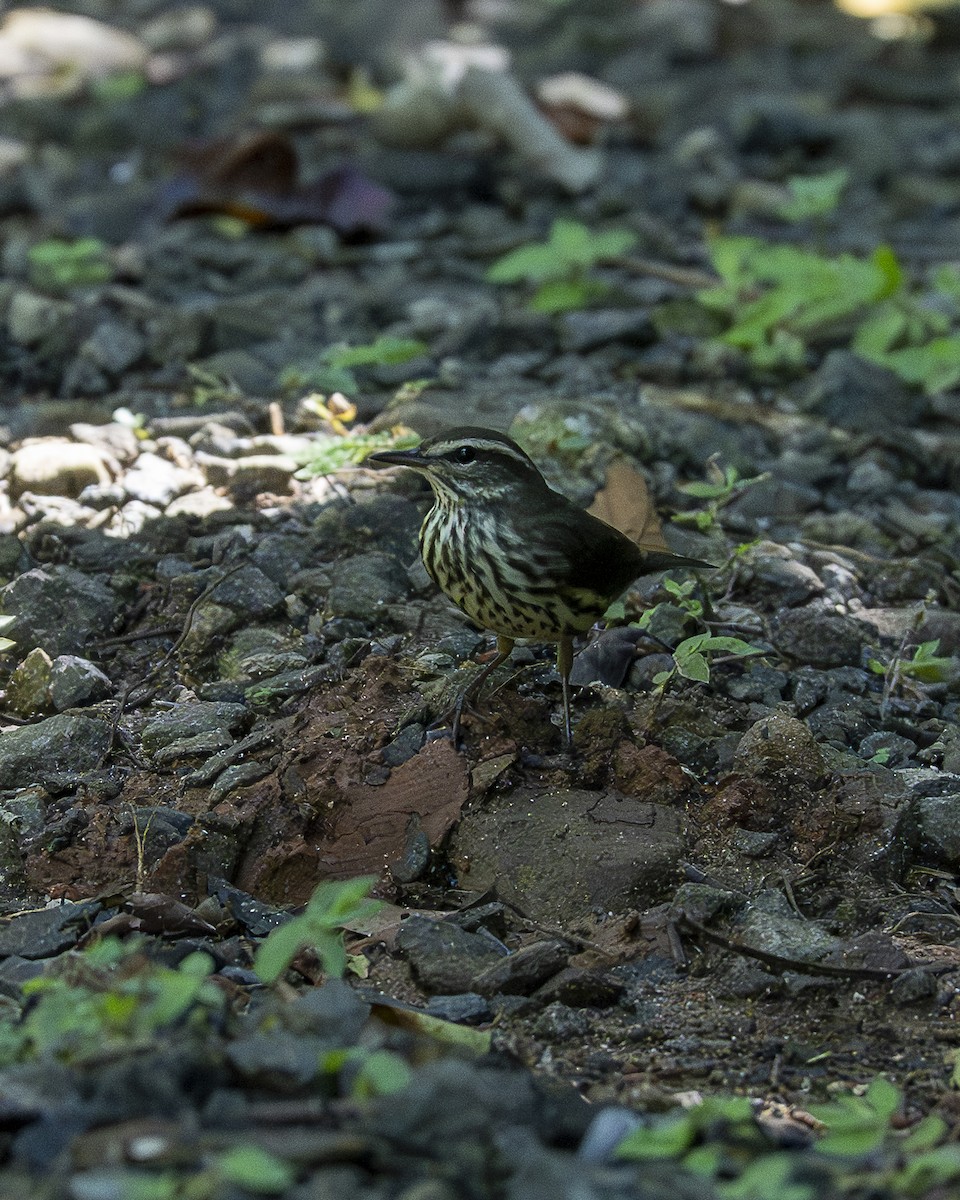Northern Waterthrush - ML643841139