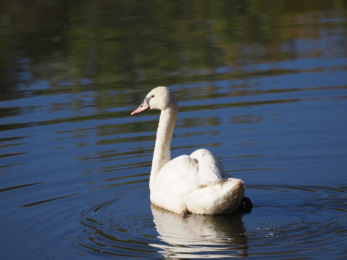 コブハクチョウ - ML643841150
