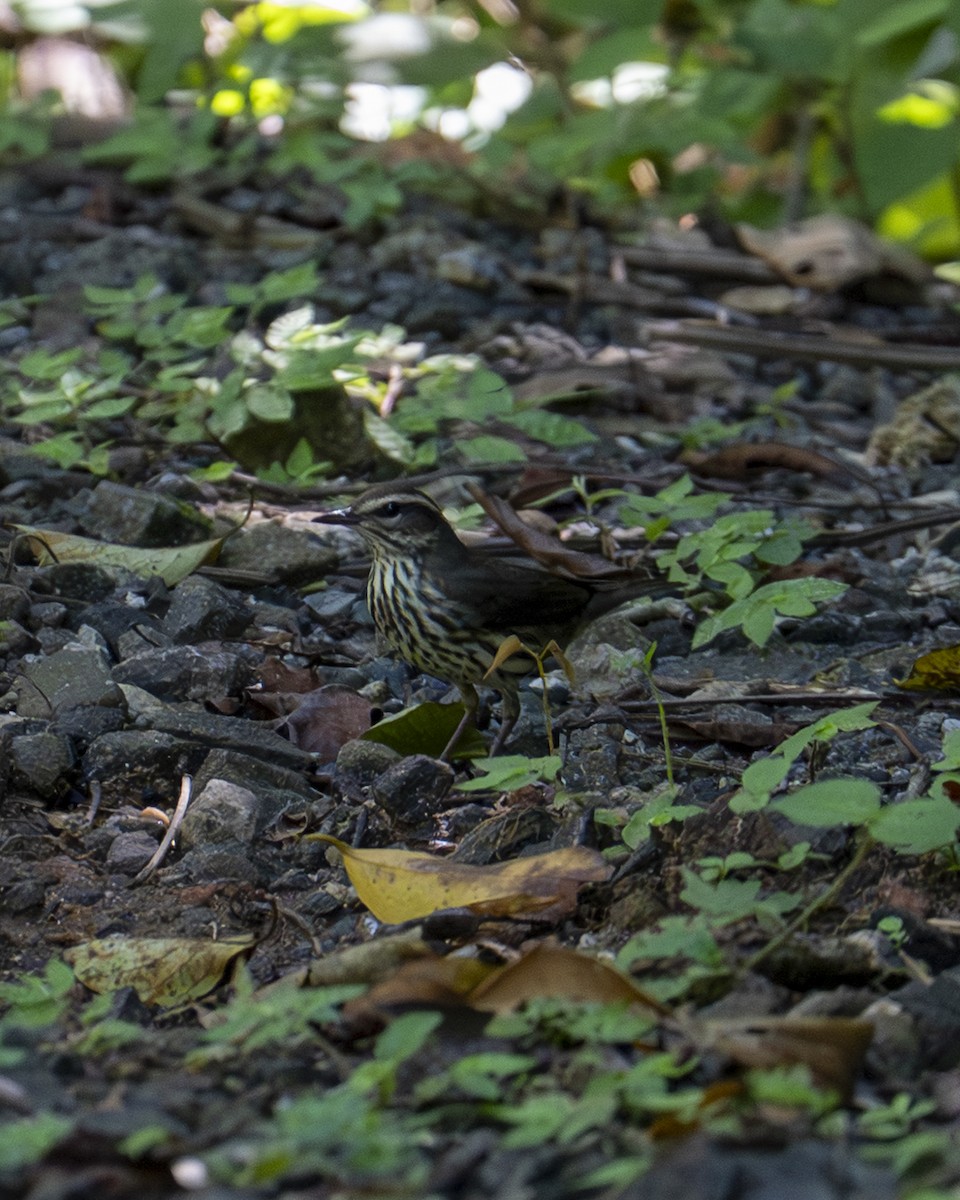 Northern Waterthrush - ML643841157