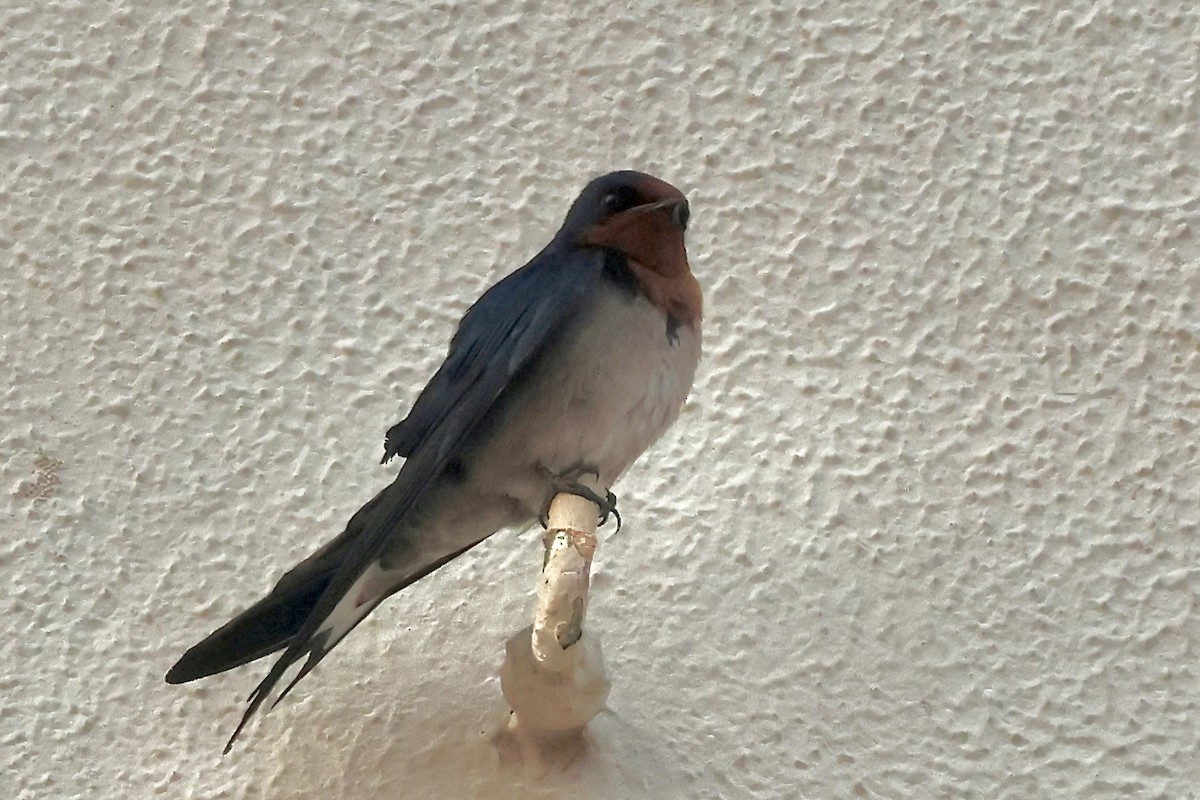 Angola Swallow - ML643841176