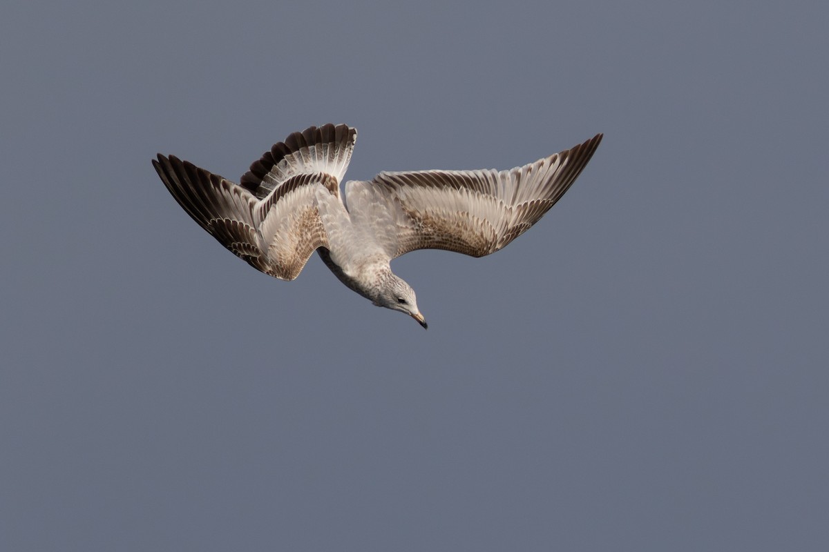 Ring-billed Gull - ML643841178