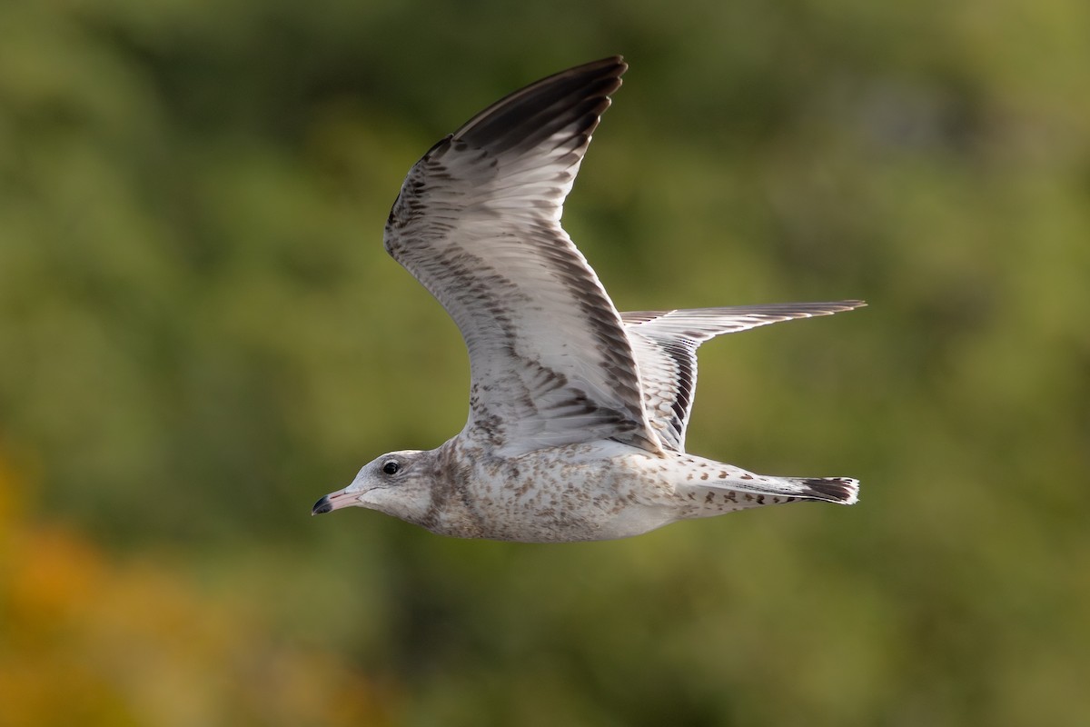 Ring-billed Gull - ML643841179