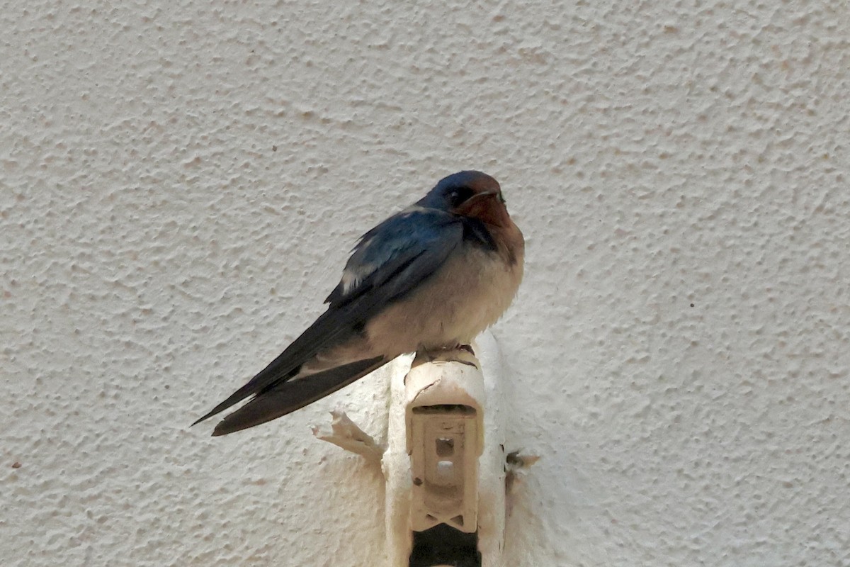 Angola Swallow - ML643841180