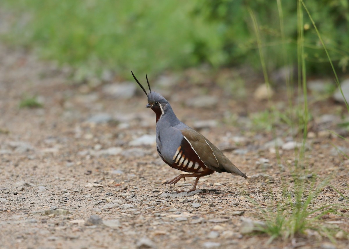 Mountain Quail - ML643841190