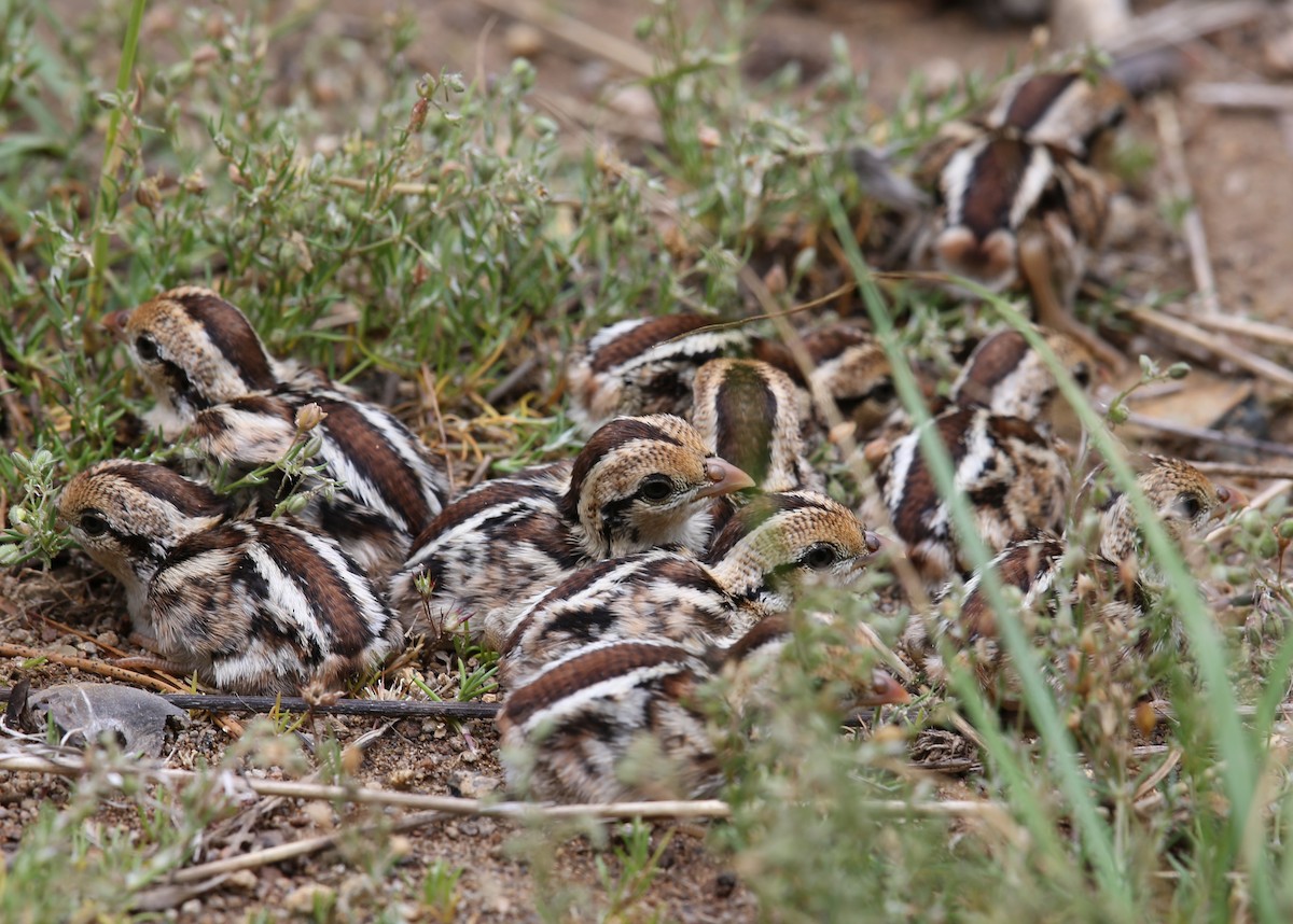 Mountain Quail - ML643841191