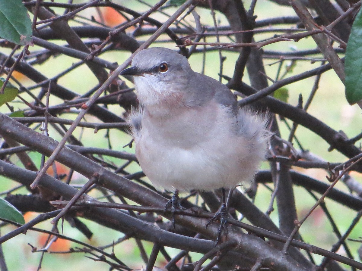 Northern Mockingbird - ML643841204