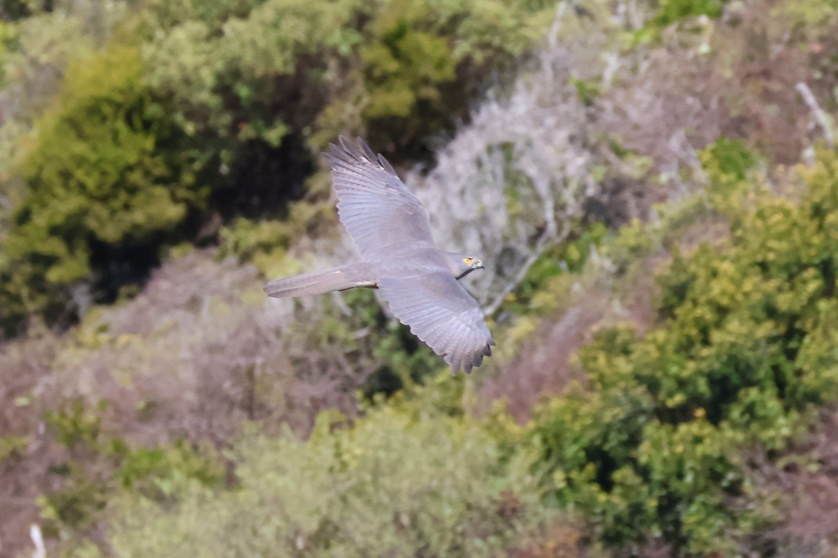 Brown Goshawk - ML643841210
