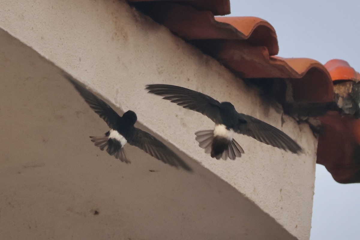 Little Swift - ML643841212