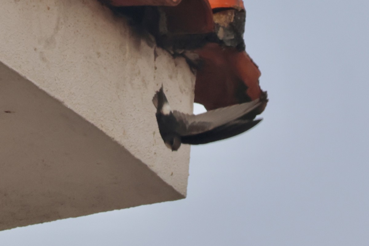 Little Swift - ML643841216