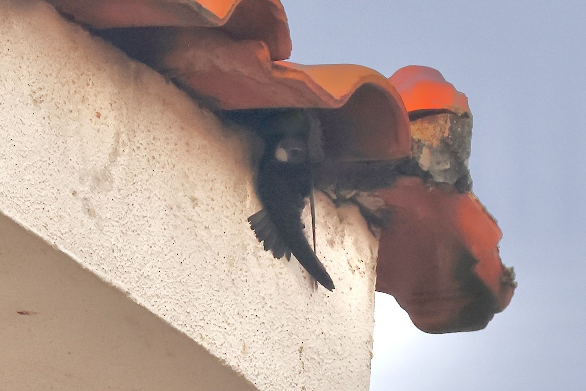 Little Swift - ML643841219