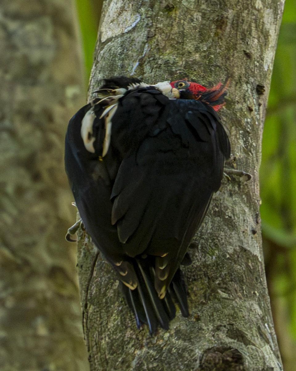 Crimson-crested Woodpecker - ML643841235