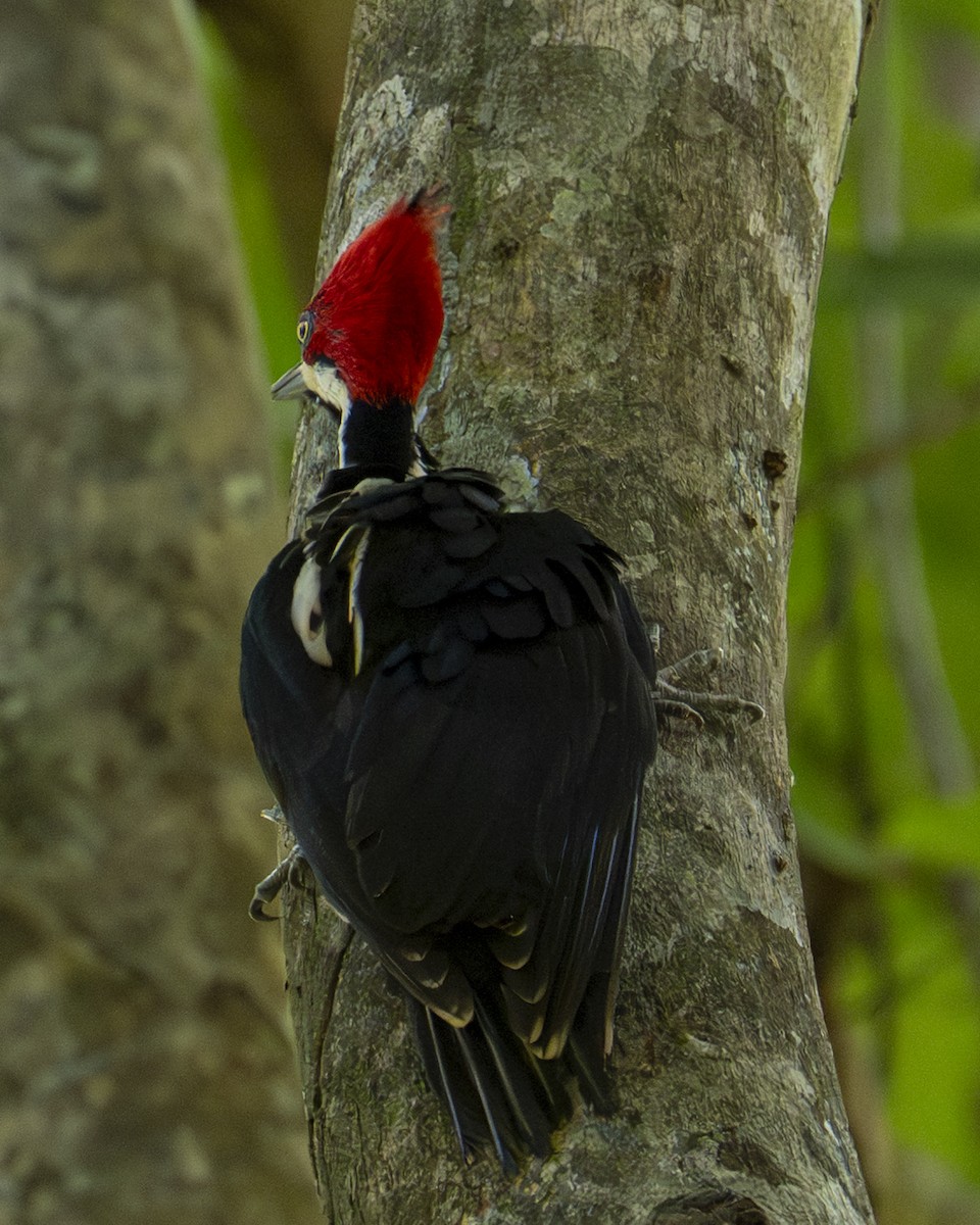 Crimson-crested Woodpecker - ML643841236