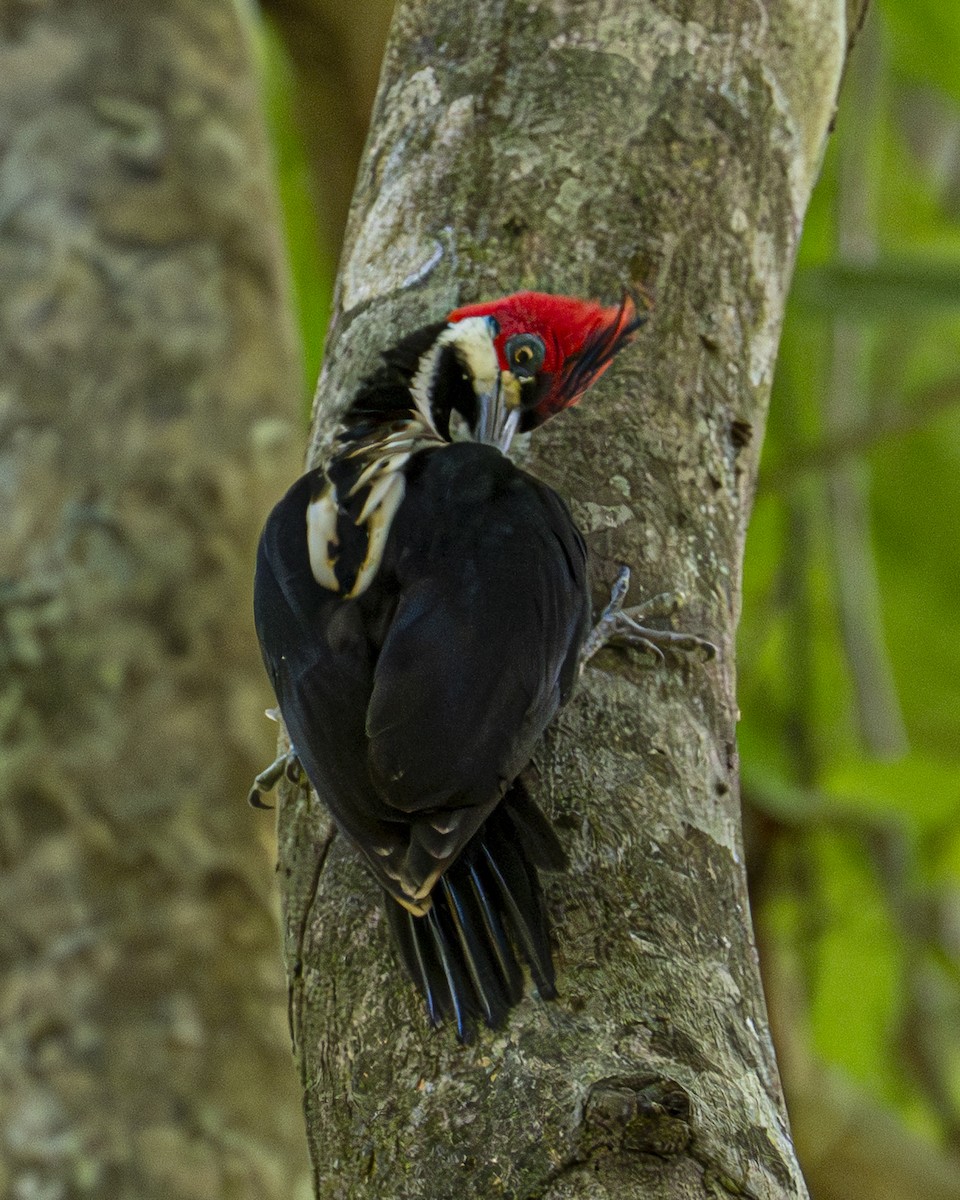 Crimson-crested Woodpecker - ML643841237