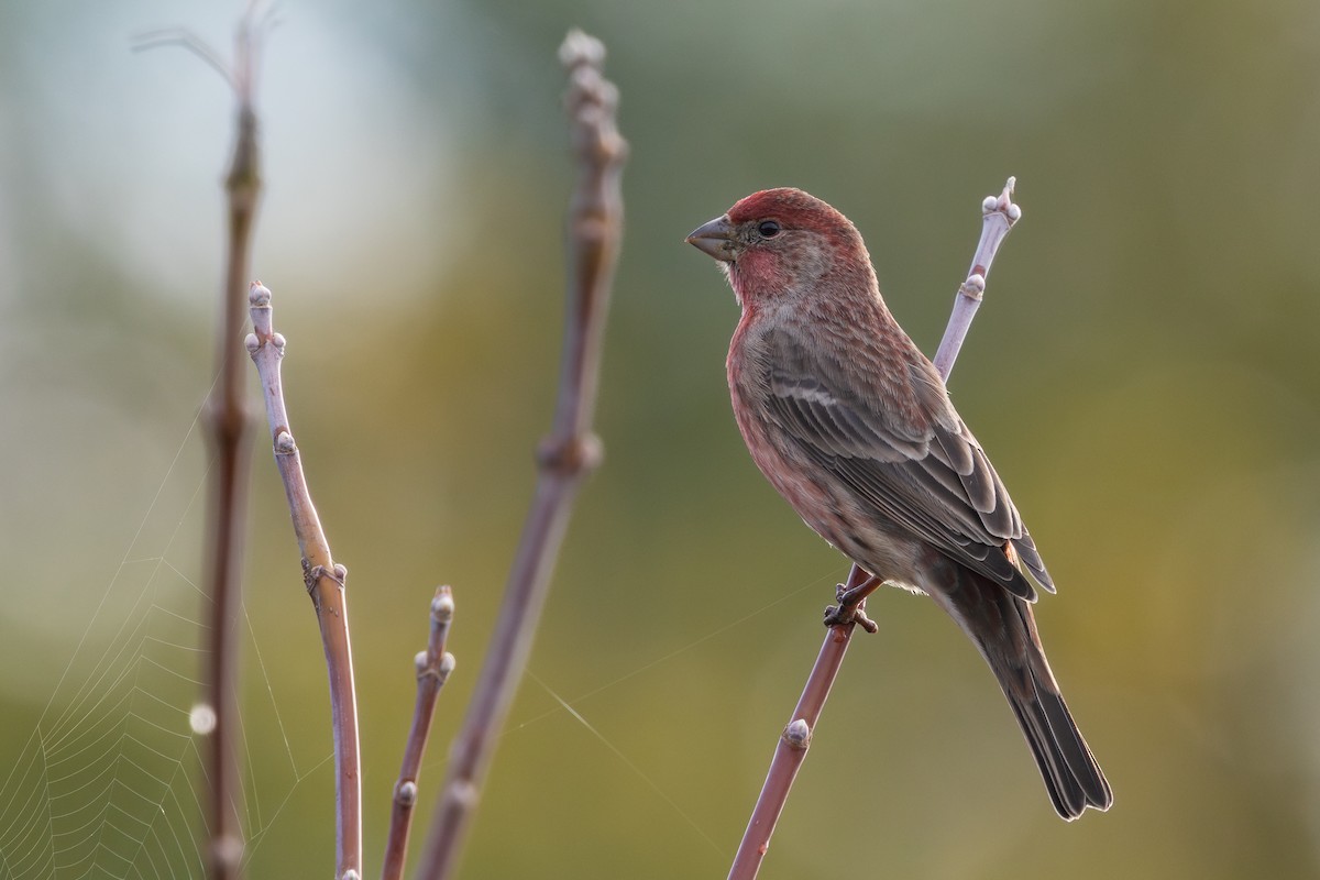 House Finch - ML643841239