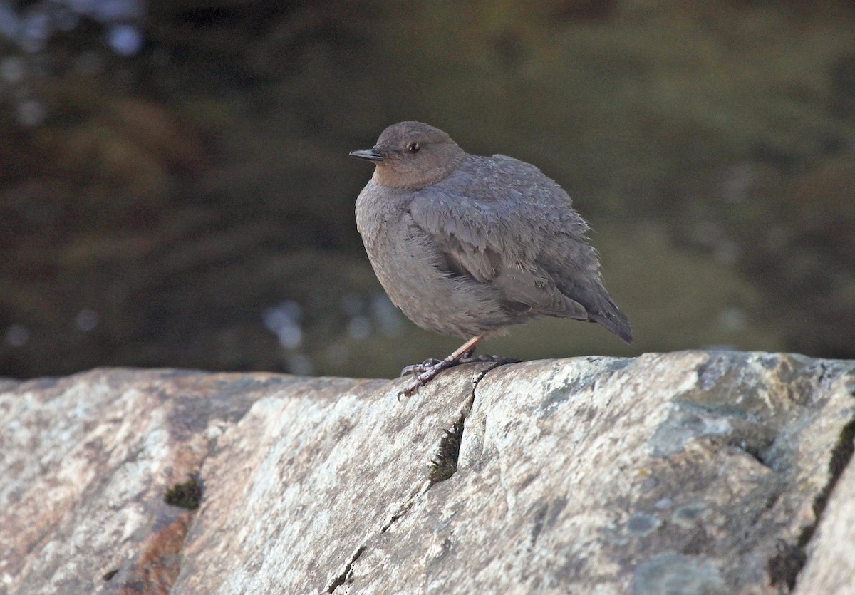 American Dipper - ML643841247