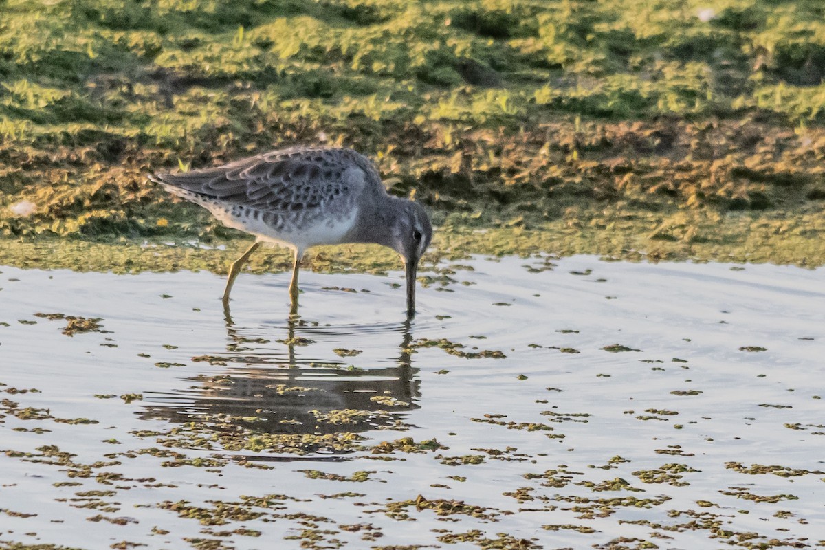 Long-billed Dowitcher - ML643841249