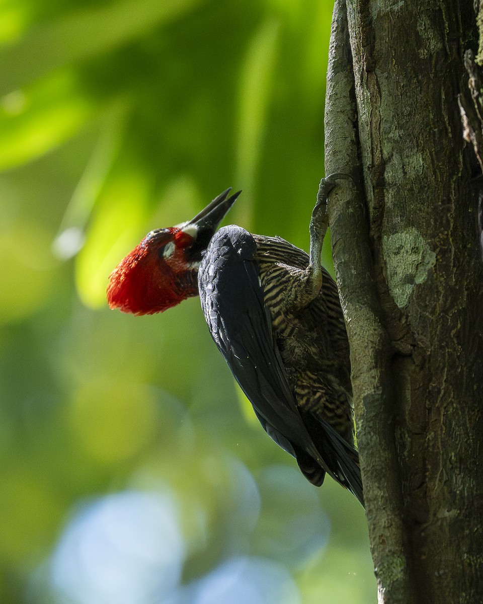 Crimson-crested Woodpecker - ML643841255