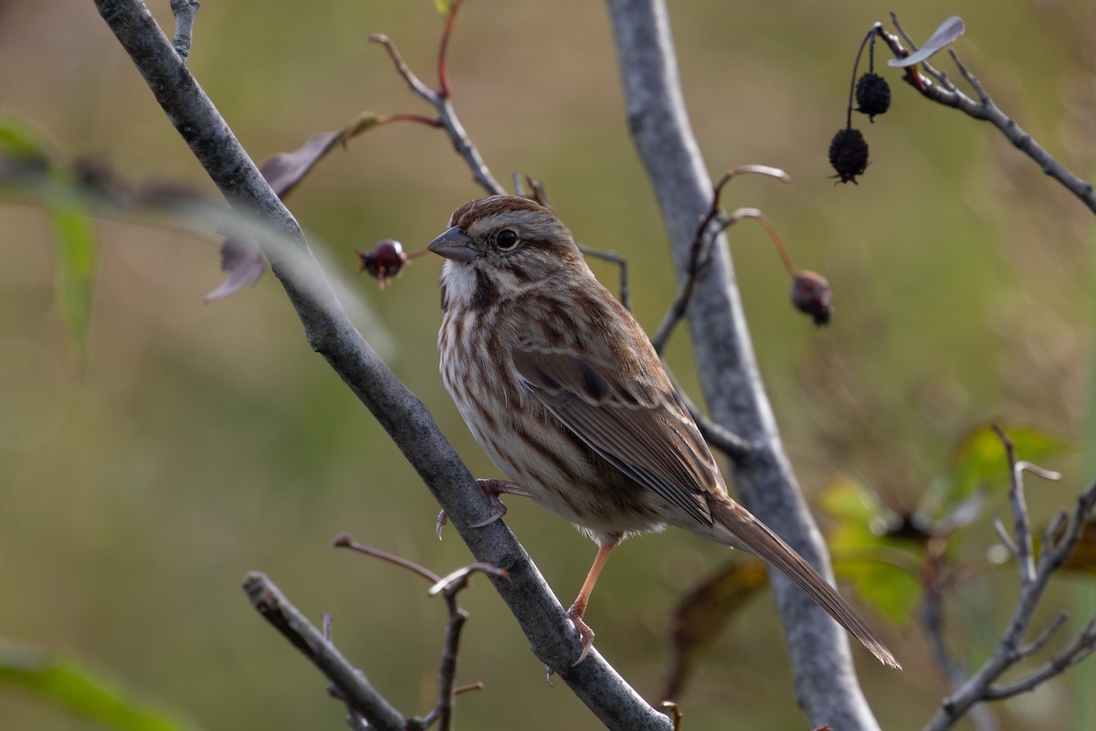 Song Sparrow - ML643841269