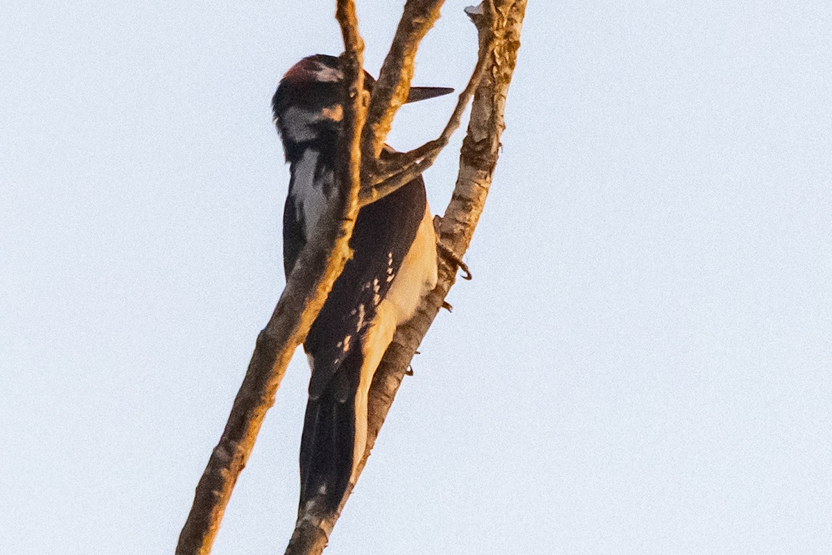 Hairy Woodpecker - ML643841316