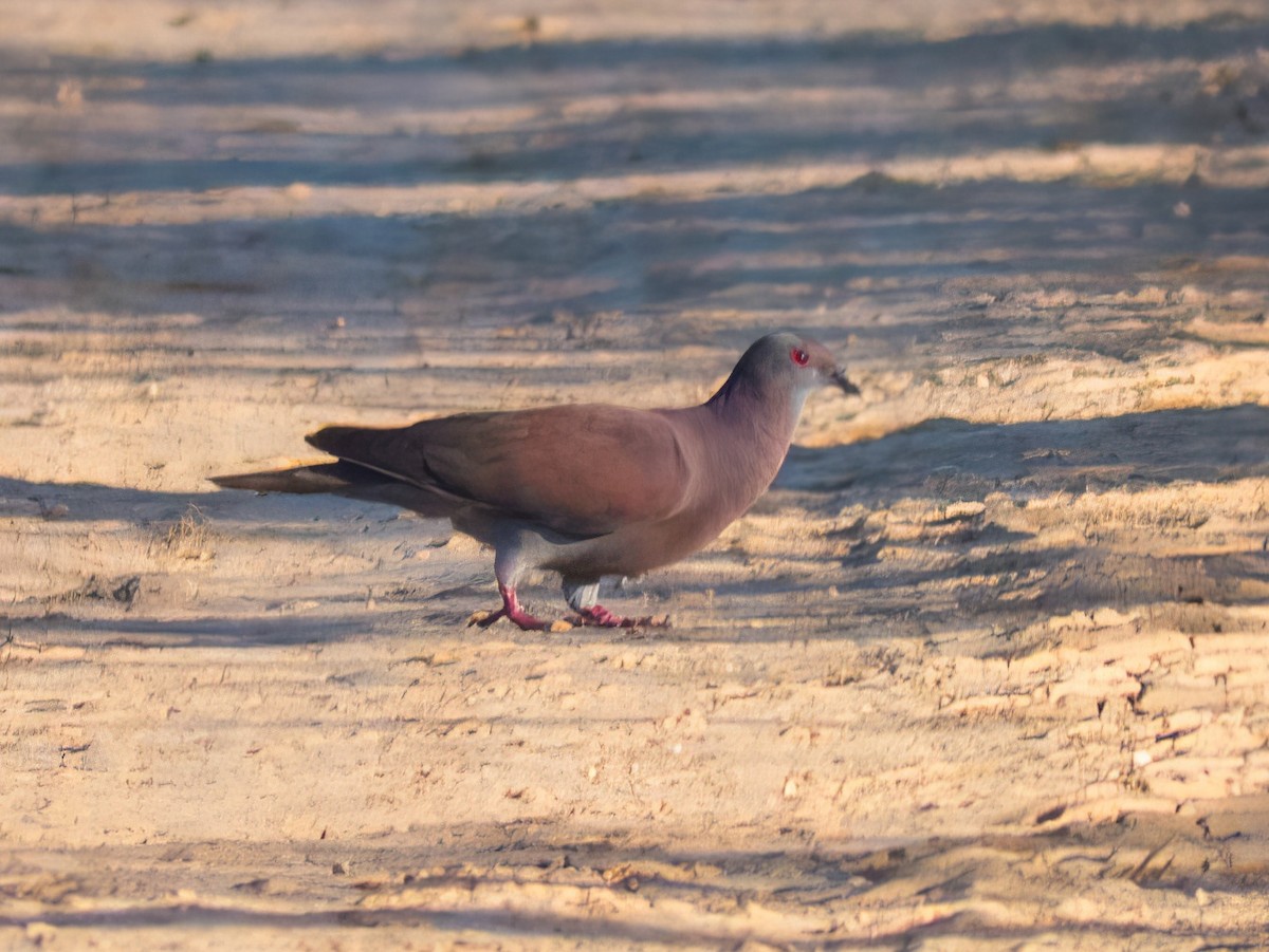 Pale-vented Pigeon - ML643841319