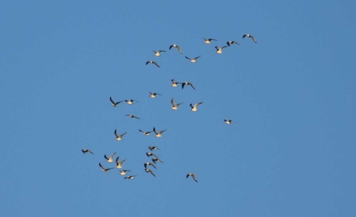Franklin's Gull - ML643841329