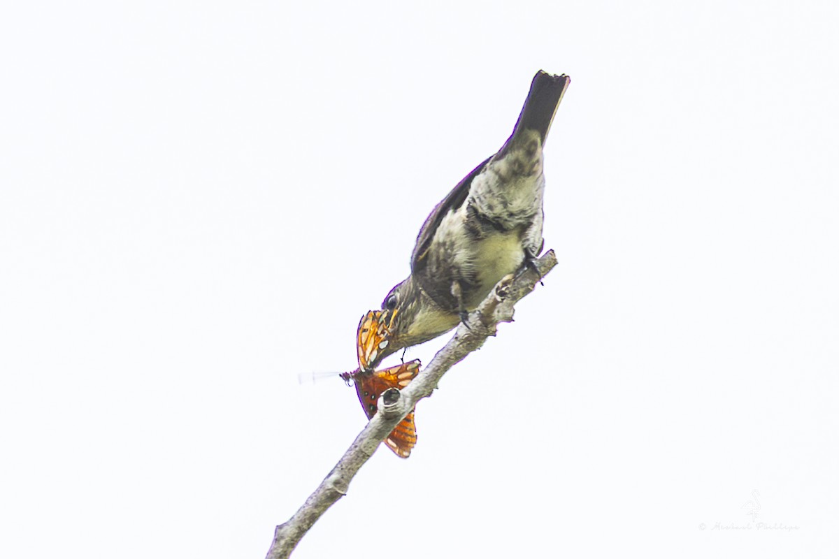 tyranovec severský - ML643841347