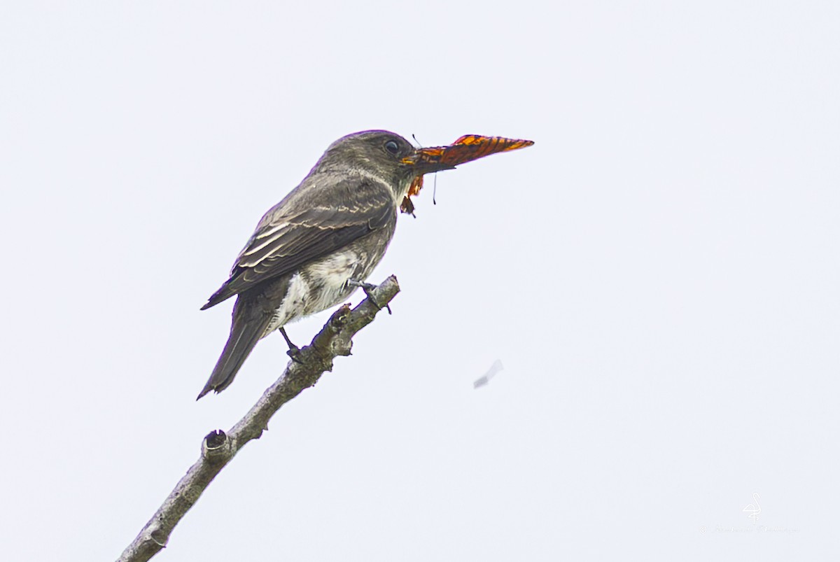 tyranovec severský - ML643841348
