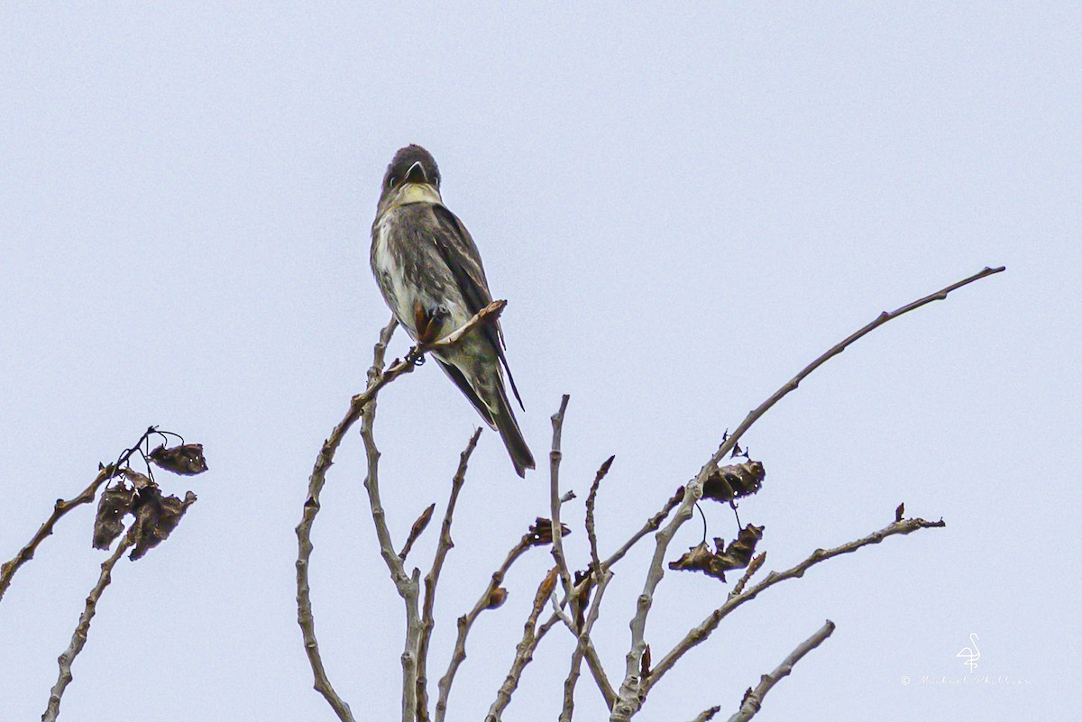 tyranovec severský - ML643841349