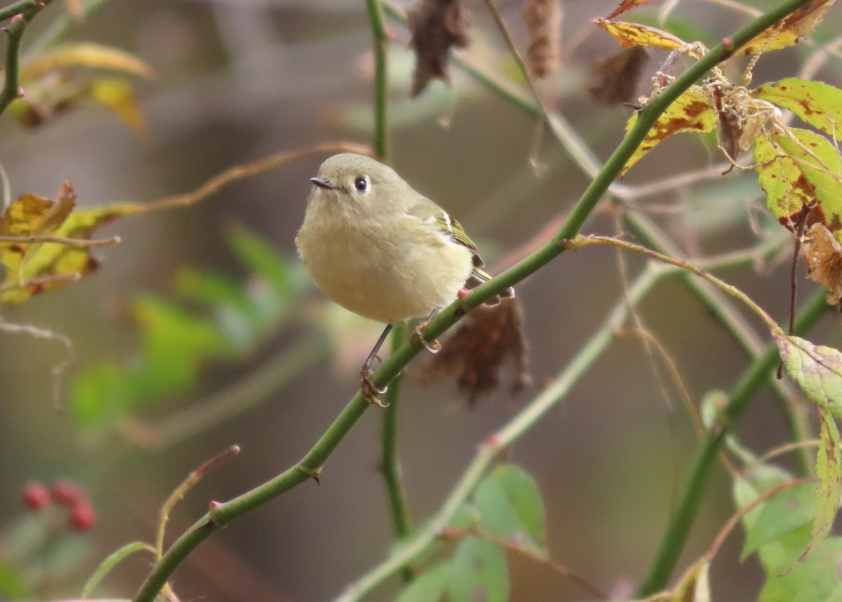 Ruby-crowned Kinglet - ML643841387