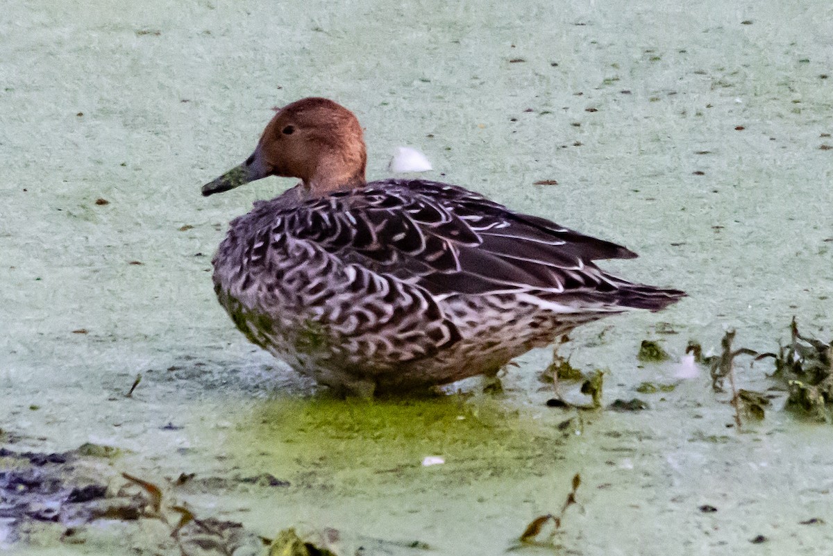 Northern Pintail - ML643841393