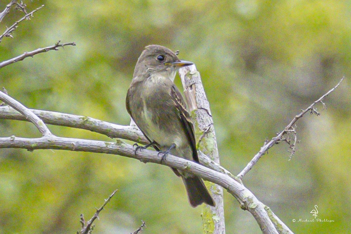 Western Wood-Pewee - ML643841407